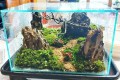 기암괴석 이끼 테라리움