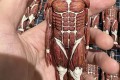 일본정품 토토로 인형  사이즈M (실사버전)