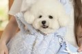 르부르부 강아지 이동가방 강아지슬링백 [원가16.5]